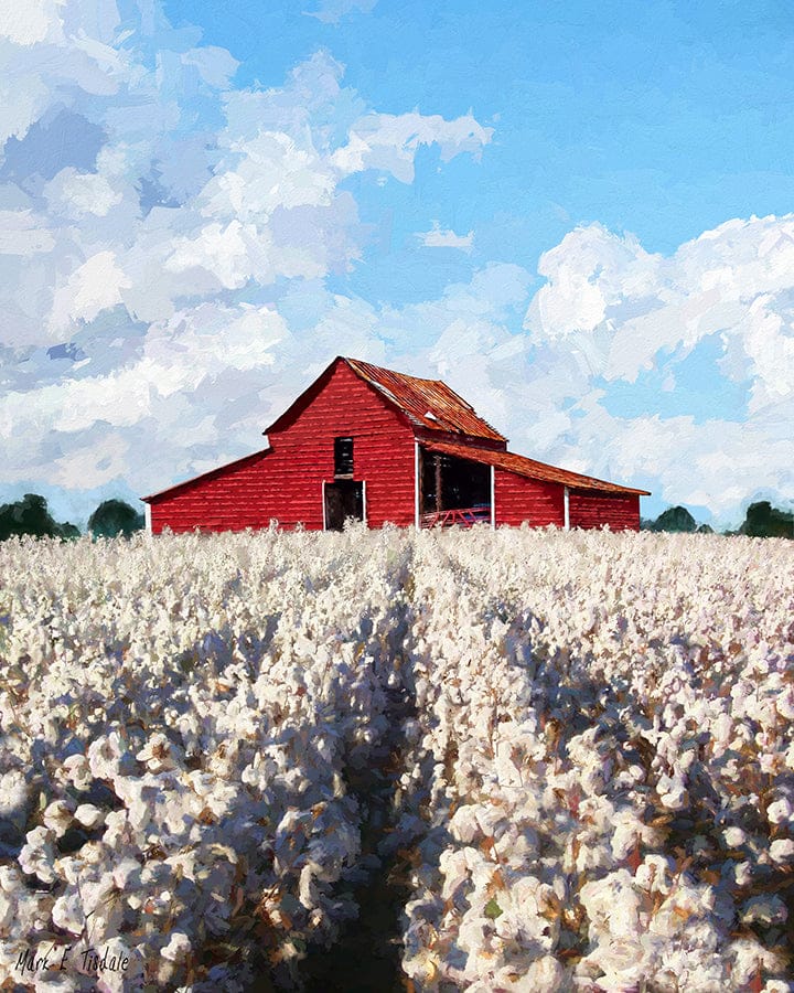 Cotton Ready For Harvest – Georgia Art Print