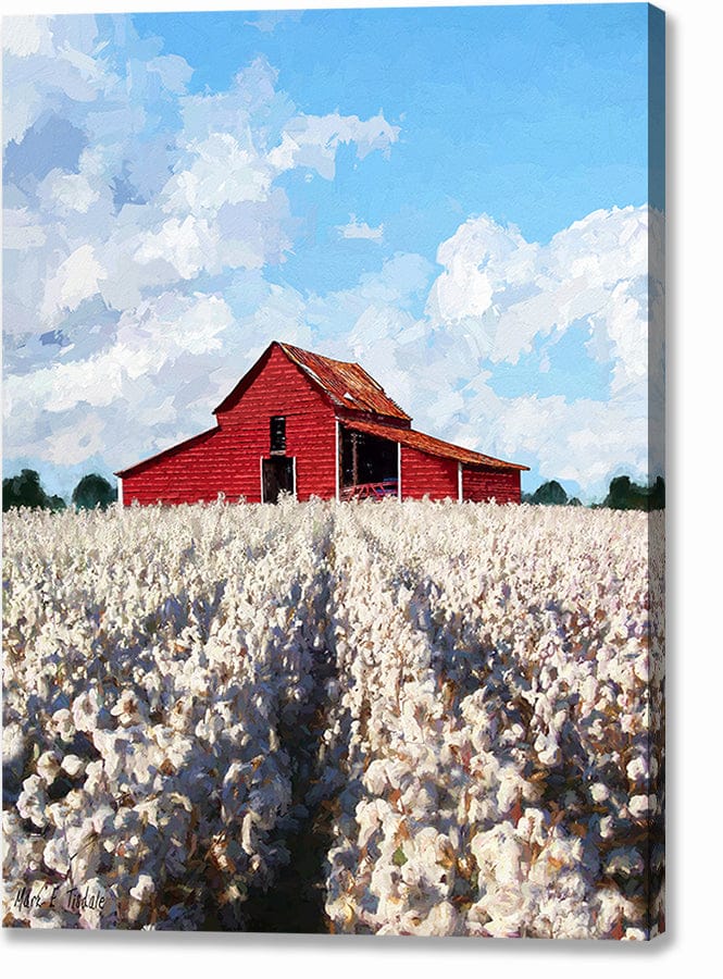 Cotton Ready For Harvest – Georgia Canvas Print