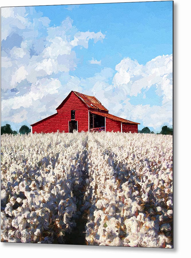 Cotton Ready For Harvest – Georgia Metal Print